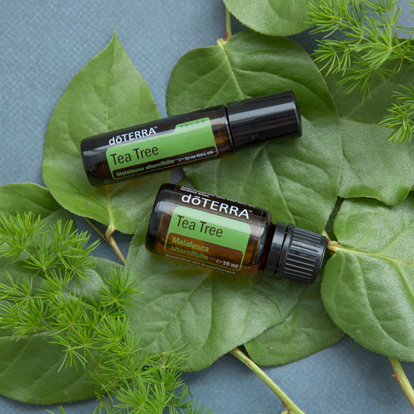 TeaTree Öl